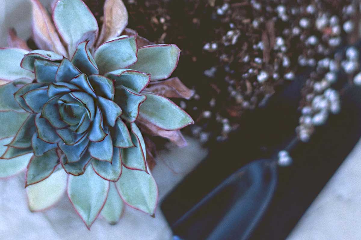 Plants for Dark Spots